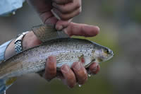 Bighole Grayling from Montana at www.flyfisher.com
