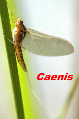 Caenis Mayfly from Fly Size For Summer Trout Fishing from www.flyfisher.com
