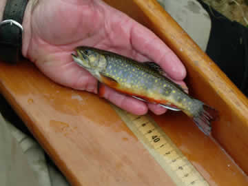Wild Brook Trout From Big Spring Young of the year
