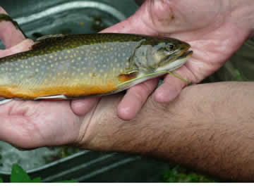 Large Brook Trout from Big Spring