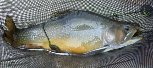 Massive wild brook trout from www.flyfisher.com