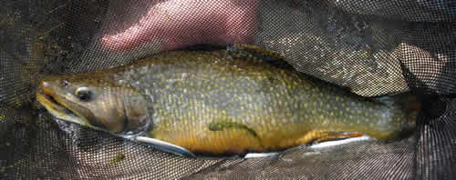 Wild Brook Trout Private Fishing from www.flyfisher.com
