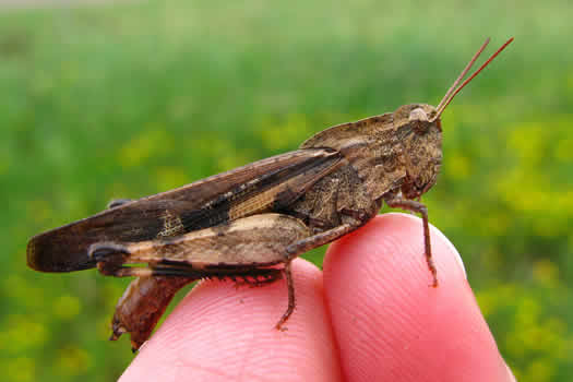 Grasshopper for terrestrial fishing at www.flyfisher.com
