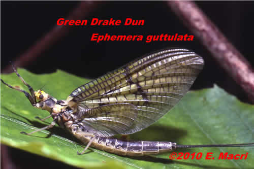 Green Drake Mayfly Photographed by Gene Macri at www.flyfisher.com