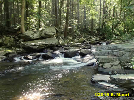 Wild Trout Stream Conwago Creek at www.flyfisher.com
